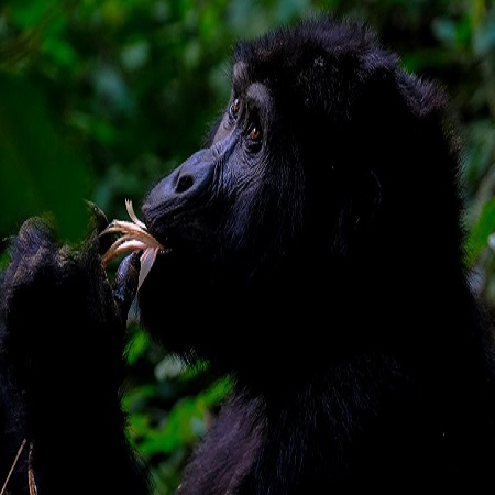 5day Rwanda Share Gorilla Vaccation Experience -Natural Tours, 5 days gorilla trekking tour covid,Best time to go gorilla trekking